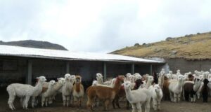 Gobierno cumple con la meta de entregar 3080 cobertizos para la protección de más de 369 mil alpacas y ovinos