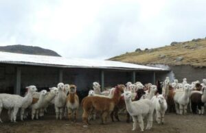 Gobierno cumple con la meta de entregar 3080 cobertizos para la protección de más de 369 mil alpacas y ovinos