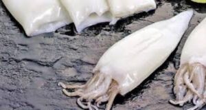 Disminución en exportaciones de pota: ¿Cómo los incentivos económicos moldean su mercado?