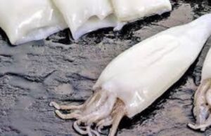 Disminución en exportaciones de pota: ¿Cómo los incentivos económicos moldean su mercado?