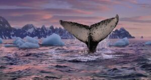 Turismo sostenible: Urge regular el avistamiento de ballenas en Perú para proteger las especies marinas