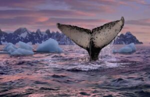 Turismo sostenible: Urge regular el avistamiento de ballenas en Perú para proteger las especies marinas