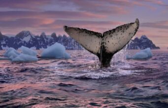 Turismo sostenible: Urge regular el avistamiento de ballenas en Perú para proteger las especies marinas