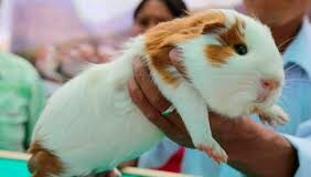 El Cuy y sus excelentes beneficios nutricionales