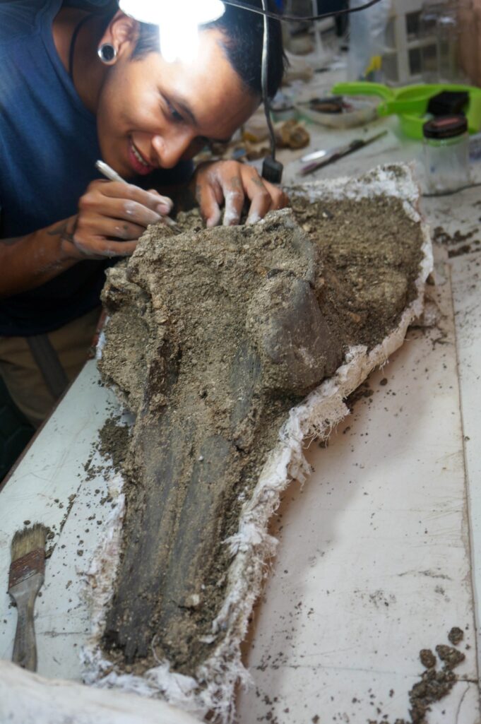 Delfín Pebanista Yacuruna, hallado por paleontólogos sanmarquinos, obtiene título de Récord Guinness