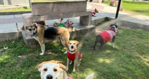 Navidad peluda: más de seis mil mascotas serán rescatadas de las calles gracias a este evento animalista