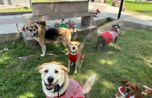 Navidad peluda: más de seis mil mascotas serán rescatadas de las calles gracias a este evento animalista