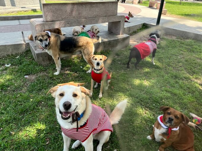 Navidad peluda: más de seis mil mascotas serán rescatadas de las calles gracias a este evento animalista