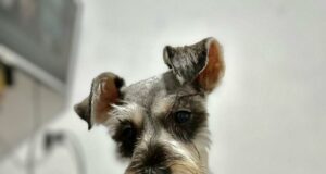 SJM: Familia busca a perrita ‘Nala’, que se perdió en la altura de la estación Atocongo