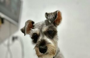 SJM: Familia busca a perrita ‘Nala’, que se perdió en la altura de la estación Atocongo