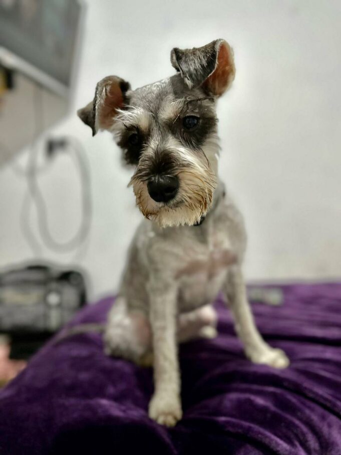 SJM: Familia busca a perrita ‘Nala’, que se perdió en la altura de la estación Atocongo