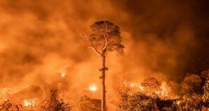 INFORME: Incendios forestales y deforestación en la Amazonía peruana