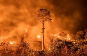 INFORME: Incendios forestales y deforestación en la Amazonía peruana