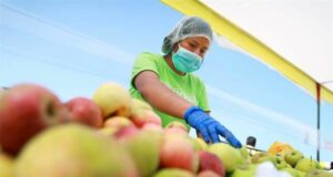 Consumir alimentos con pesticidas podría conllevar a alteraciones hormonales y un tipo de cáncer, advierte especialista .