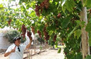 A repotenciar las plantas de irradiación de alimentos