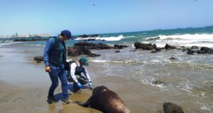 Contaminación por petróleo en mar de Piura se pudo evitar