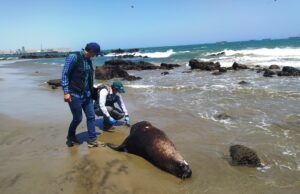 Contaminación por petróleo en mar de Piura se pudo evitar