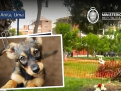 Santa Anita: Ministerio Público investiga envenenamiento masivo de más 20 perros