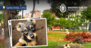 Santa Anita: Ministerio Público investiga envenenamiento masivo de más 20 perros