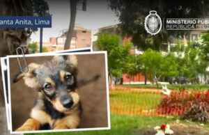 Santa Anita: Ministerio Público investiga envenenamiento masivo de más 20 perros