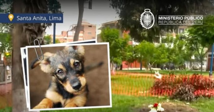 Santa Anita: Ministerio Público investiga envenenamiento masivo de más 20 perros