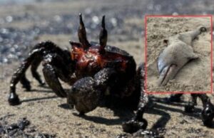 Desastre ambiental en Lobitos