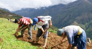 Agricultores sin fondo:“Ley Chlimper 2.0” elimina el financiamiento a pequeña agricultura
