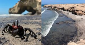 Emergencia Piura: alertan derrame de petróleo en playas del distrito de Lobitos