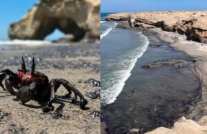 Emergencia Piura: alertan derrame de petróleo en playas del distrito de Lobitos