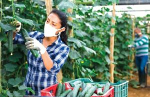 Biólogo Ernesto Berrocal plantea mayor capacitación para agricultores en uso de pesticidas