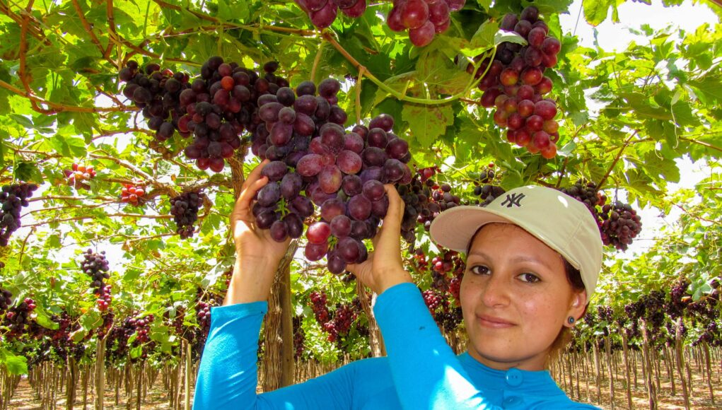 MIDAGRI: sector agropecuario creció 4,9% el 2024 impulsado por el subsector agrícola y pecuario