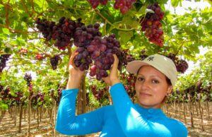 MIDAGRI: sector agropecuario creció 4,9% el 2024 impulsado por el subsector agrícola y pecuario