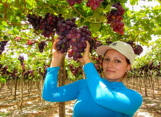 MIDAGRI: sector agropecuario creció 4,9% el 2024 impulsado por el subsector agrícola y pecuario