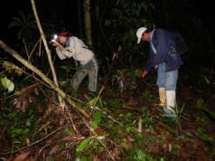 Mercado de carbono y cambio climático: Perú inicia acreditación de estándares internacionales para la reducción de emisiones.