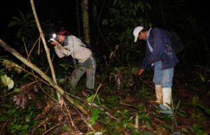 Mercado de carbono y cambio climático: Perú inicia acreditación de estándares internacionales para la reducción de emisiones.