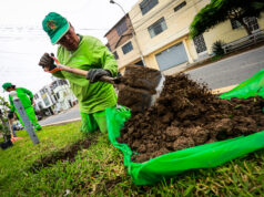 Chorrillos: siembran más de 12 mil árboles en el 2024 y reciben reconocimiento a nivel internacional