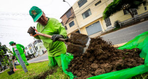 Chorrillos: siembran más de 12 mil árboles en el 2024 y reciben reconocimiento a nivel internacional