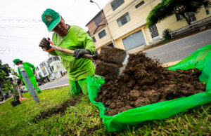 Chorrillos: siembran más de 12 mil árboles en el 2024 y reciben reconocimiento a nivel internacional