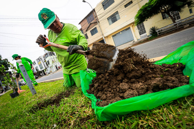 Chorrillos: siembran más de 12 mil árboles en el 2024 y reciben reconocimiento a nivel internacional