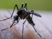 Dengue: Más de 1.3 millones de intervenciones de control larvario en el 2025