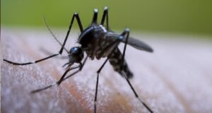 Dengue: Más de 1.3 millones de intervenciones de control larvario en el 2025