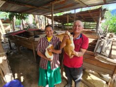 Pensión 65: usuario viajó de Piura a Pasco para cumplir su sueño de criar a los cuyes más grandes de la región