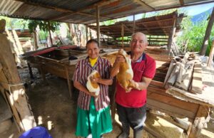 Pensión 65: usuario viajó de Piura a Pasco para cumplir su sueño de criar a los cuyes más grandes de la región