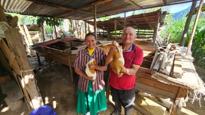 Pensión 65: usuario viajó de Piura a Pasco para cumplir su sueño de criar a los cuyes más grandes de la región
