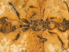 Descubren el fósil de una «hormiga infernal» con mandíbulas letales de hace 113 millones de años
