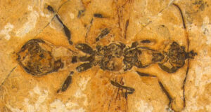 Descubren el fósil de una «hormiga infernal» con mandíbulas letales de hace 113 millones de años