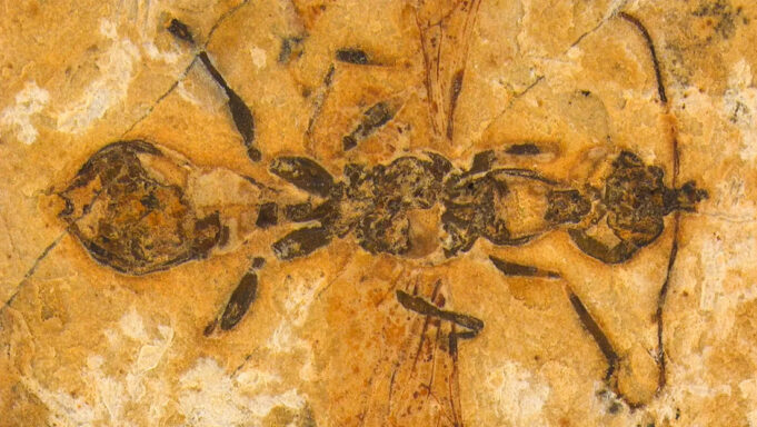 Descubren el fósil de una «hormiga infernal» con mandíbulas letales de hace 113 millones de años