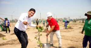 Empresa privada impulsa arborización masiva en Los Olivos