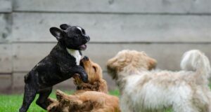 ¿Qué beneficios brinda a la salud de las mascotas una alimentación saludable?