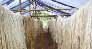 La UNI fabricará sacos textiles biodegradables de fibra de plátano